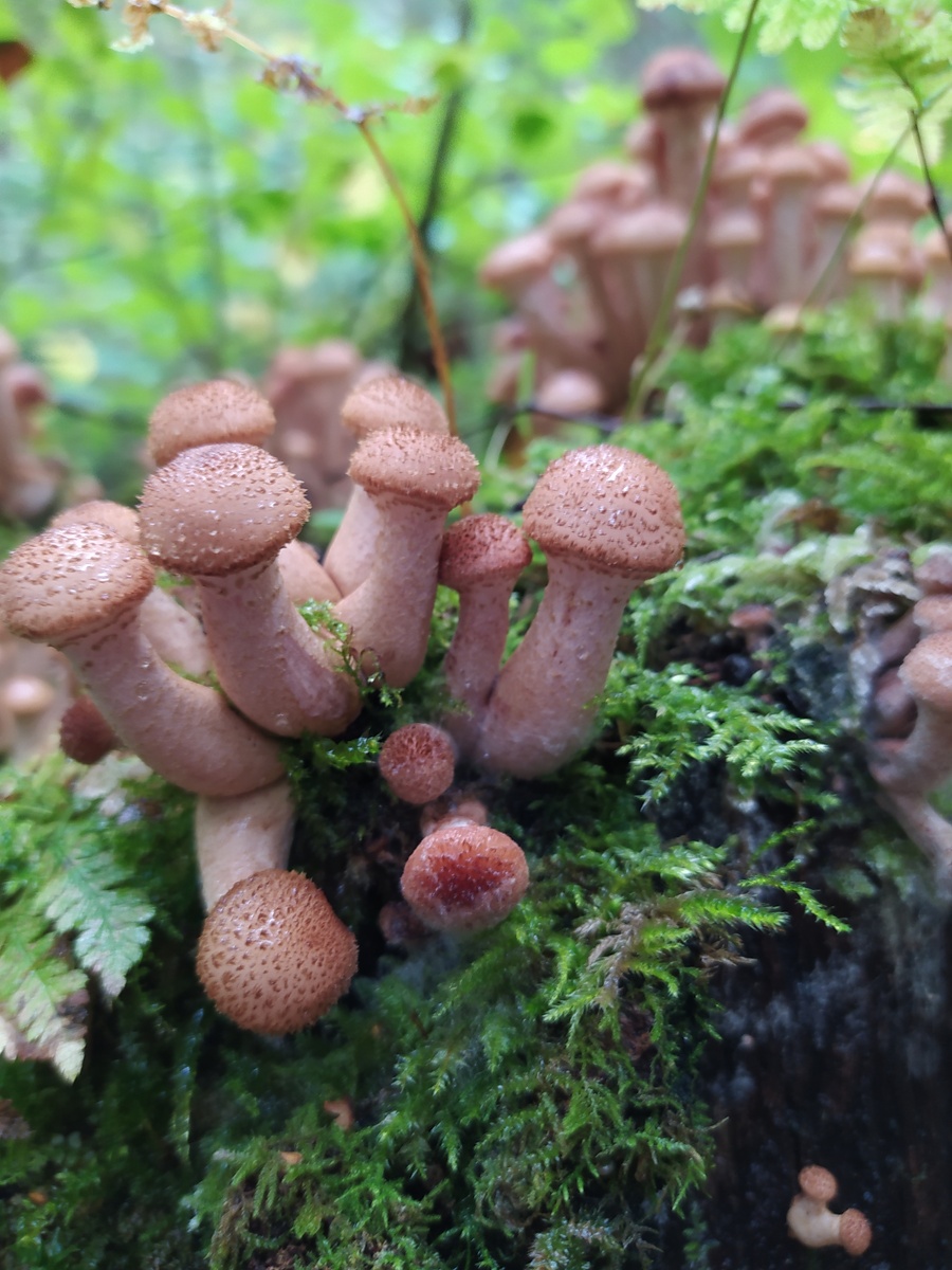 Опятки - ребятки. 