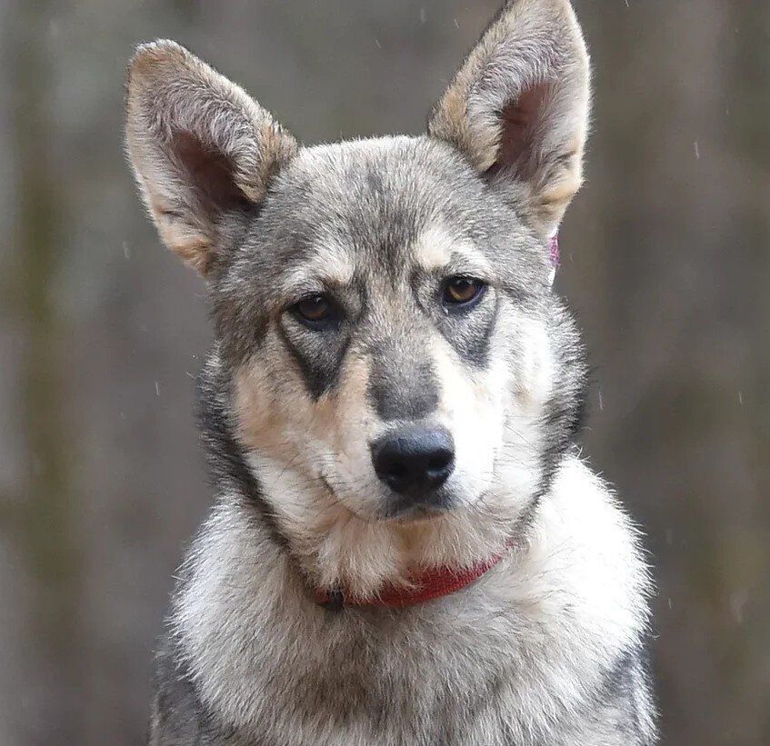 Некоторые собаки неопределенного происхождения очень напоминают своих диких собратьев.