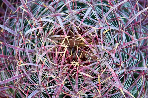 Иллюстративное фото: Энн Маккинелл через spp-photo.ru