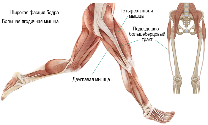 Строение под коленом сзади