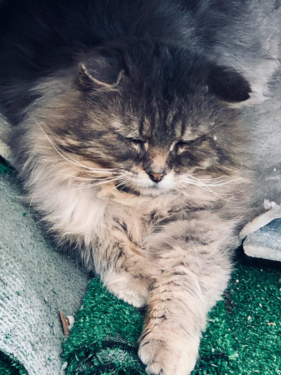 Вместо того, чтобы днем спать дома, Филя очень любит спать на месте, которое было сделано под ДГУшку сбоку в сарае. Мы ему положили туда его любимый искусственный газон, сверху утеплитель и он там дрыхнет целый день.