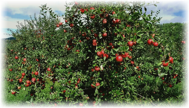 Если вы еще не знакомы с этими прекрасными деревьями, то это не значит, что они считаются новинкой. Карликовые яблони получают путем высаживания сортовых черенков на клоновый карликовый подвой путем привития. Благодаря этому способу, дерево не достигает более 2,5 м в высоту.