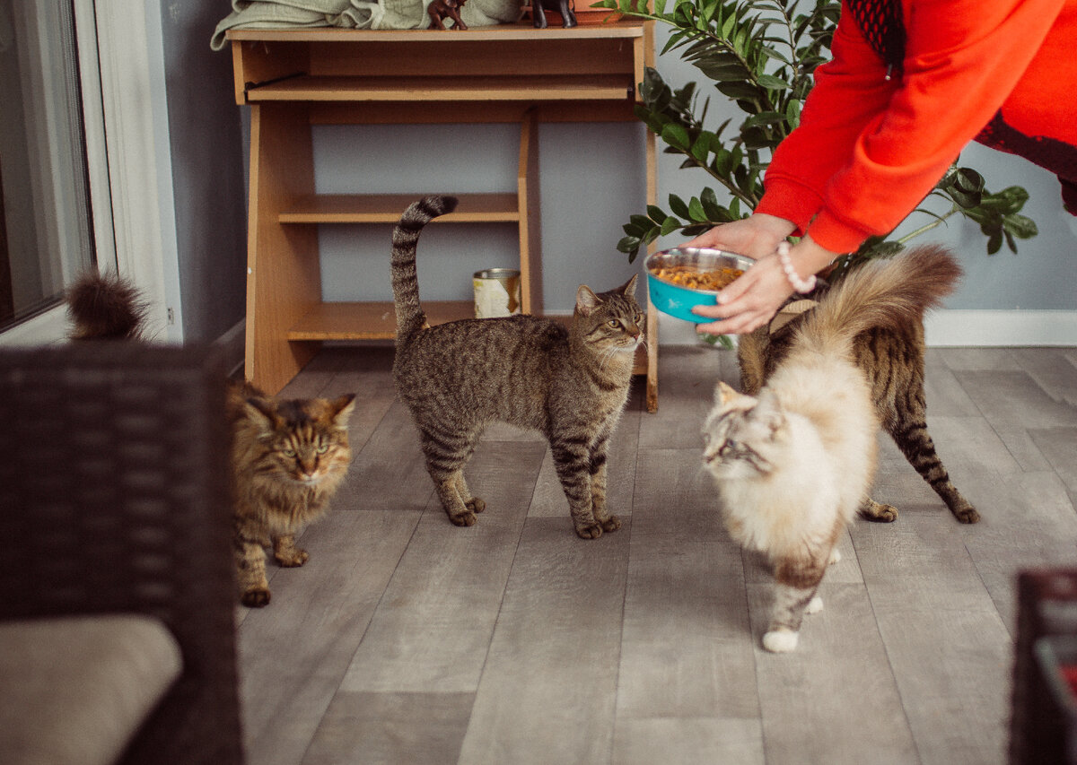 Доброе утро, кошечки мои милые