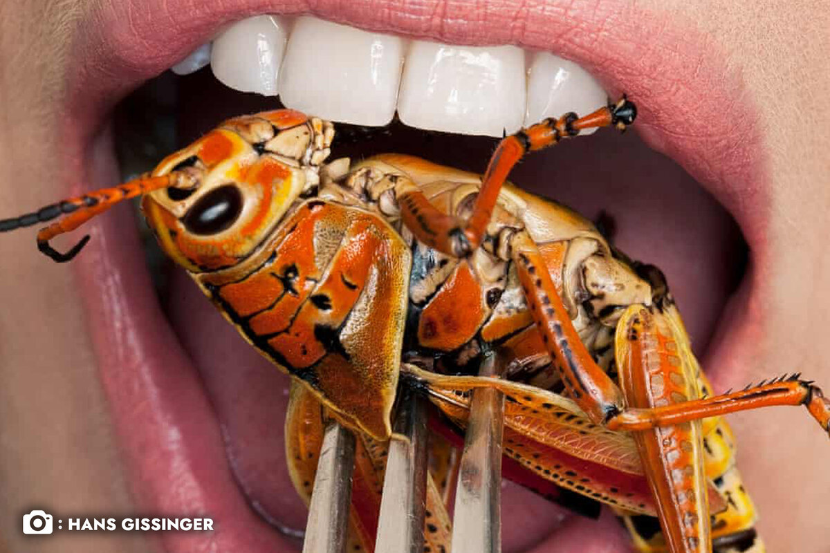 Насекомые считаются одним из лучших источников белка на планете