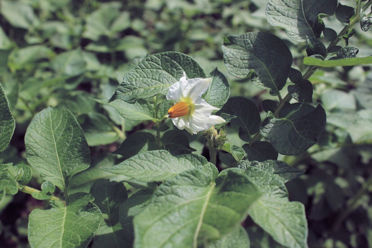 Цветение картофеля