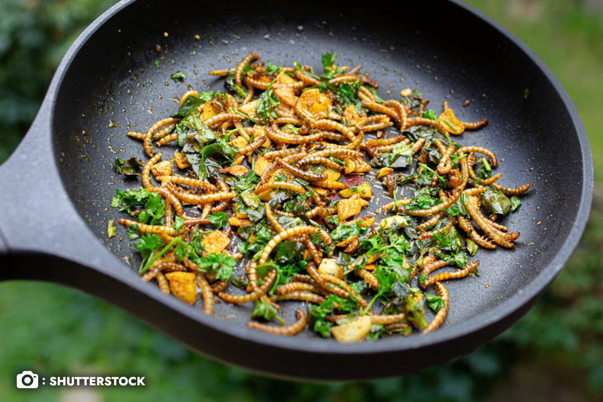 Сковородка жареного мучного червя, приправленного свежей петрушкой, не объедение ли?