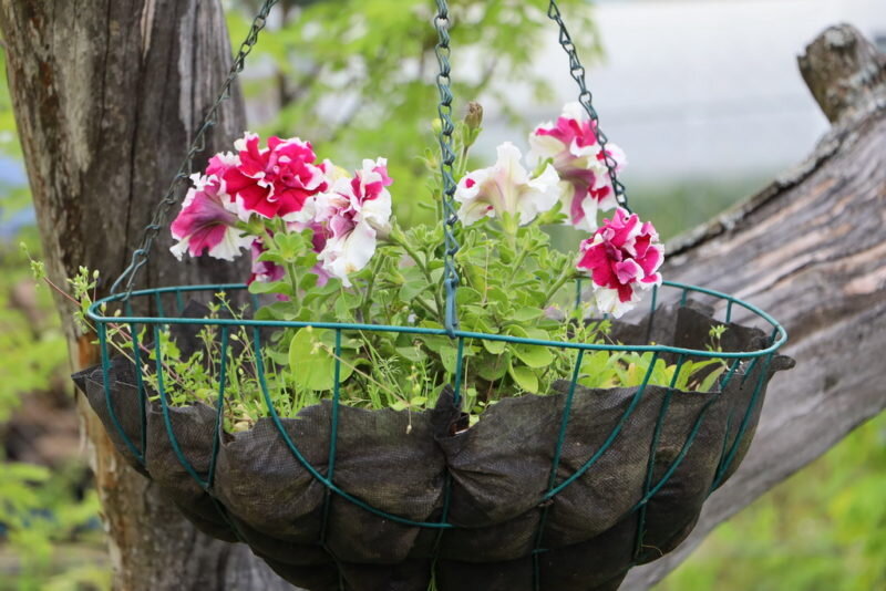 Пеларгония. (Фото используется по стандартной лицензии ©ogorodnye-shpargalki.ru)