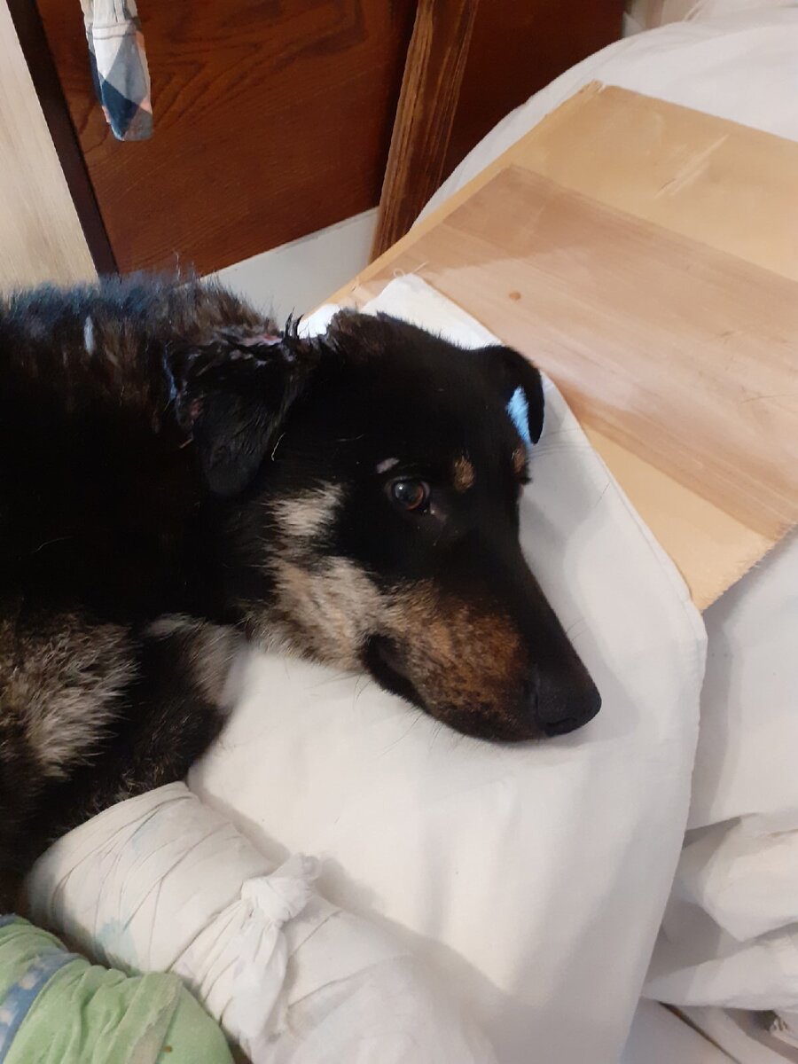 Бой, терпеливый парень. 