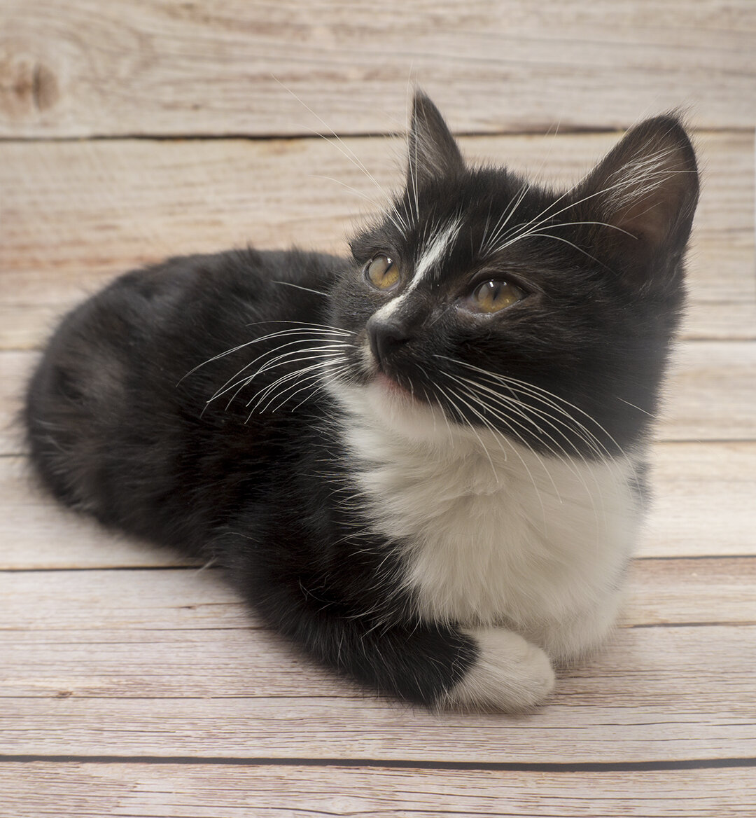 Котёнок из приюта, которую я помогала пристраивать