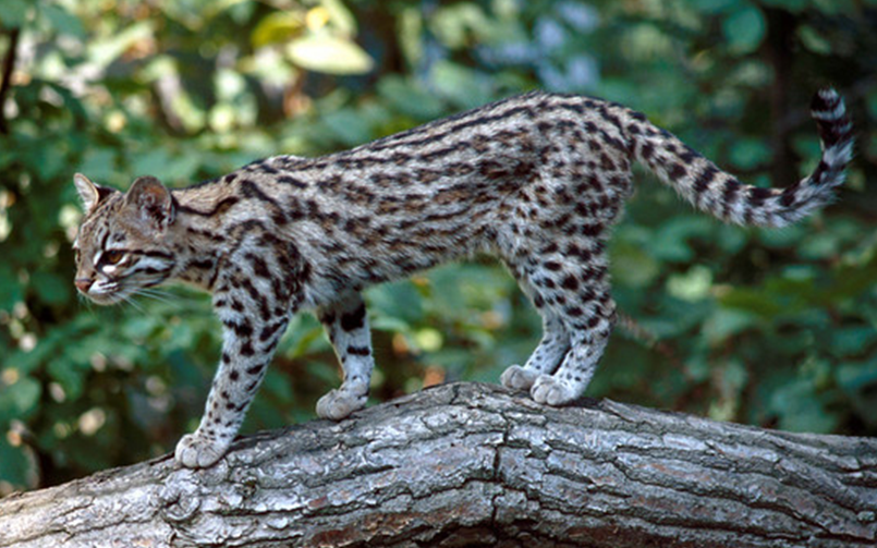 Действительно, очень стройная и изящная кошка. Фото из открытого источника.