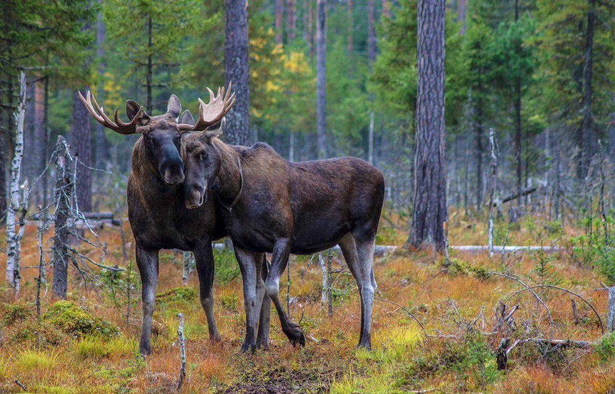 Панчук Наталия Борисовна  / nat-geo.ru