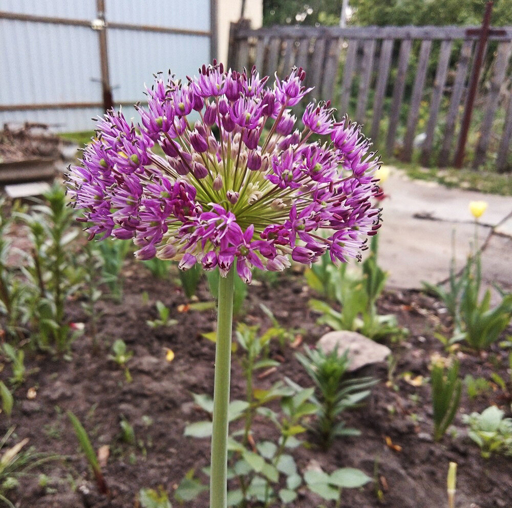 Allium wallichianum