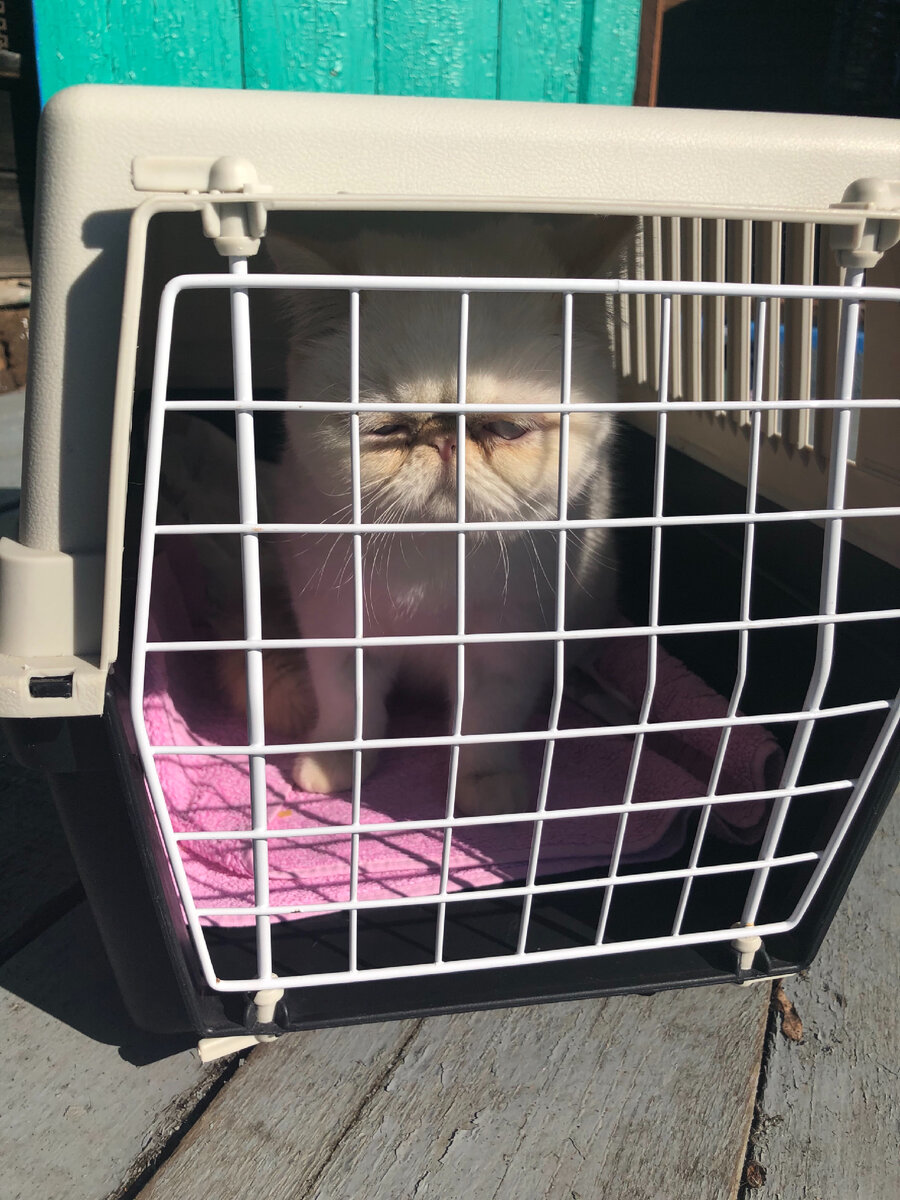 Приехали в деревню