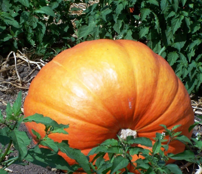 Сорт Фонарь.