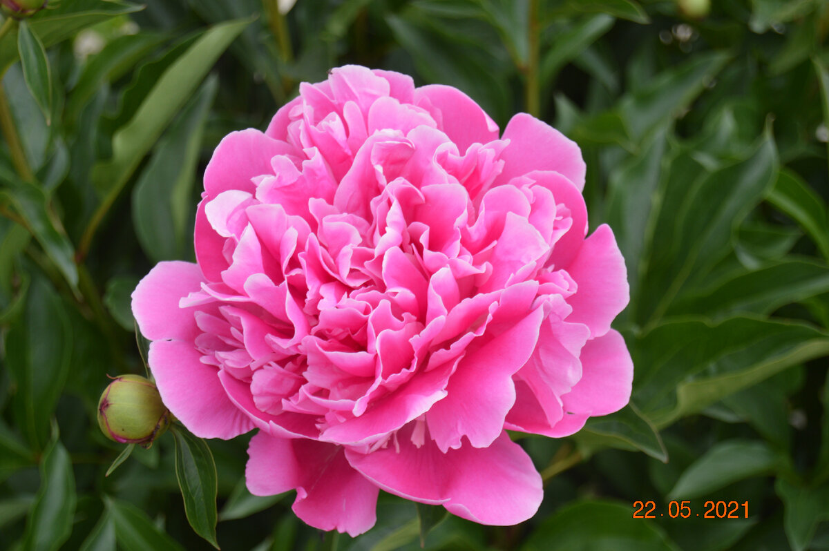 Личное фото.  Пион во всей своей красе.