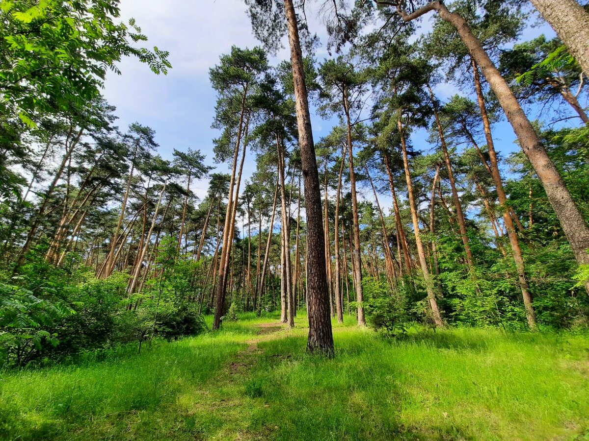 Сосновый бор - место маслят.
Фото автора
