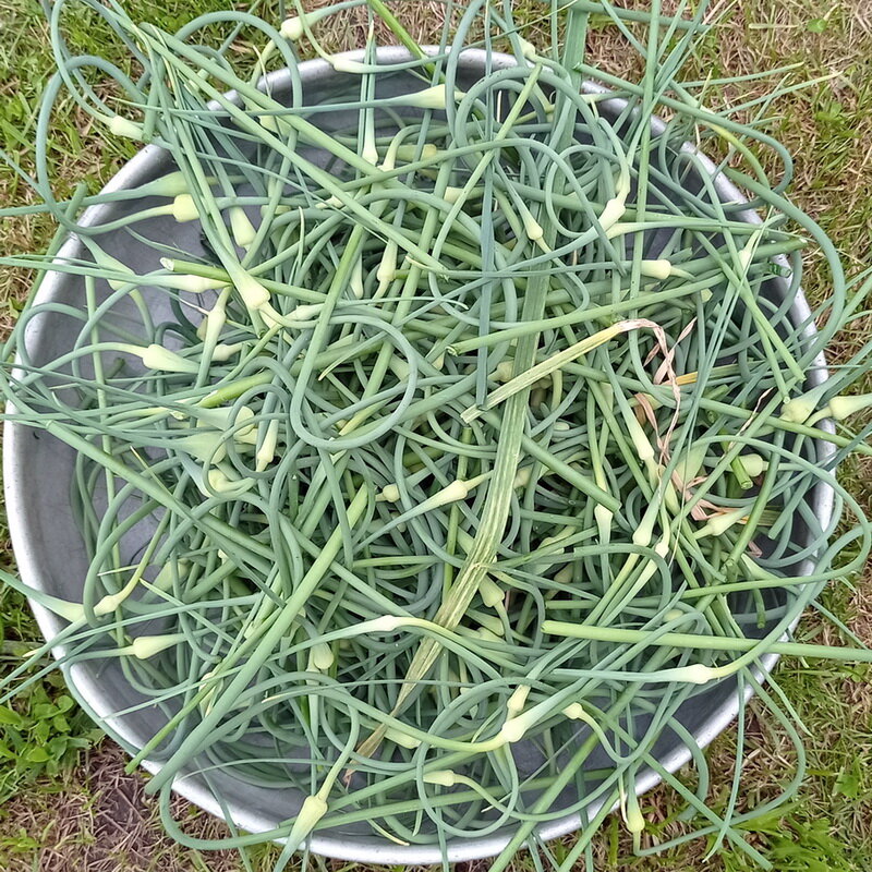 Стрелки от чеснока