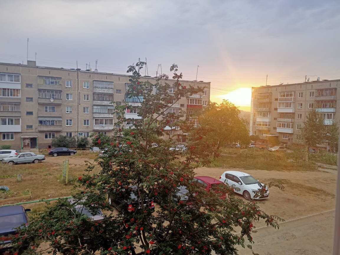 Рябина под балконом