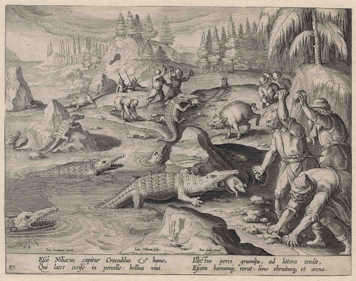 Гравюра Яна Колларта II «Охота на крокодилов», 1596 год. Фото: 3.bp.blogspot.com