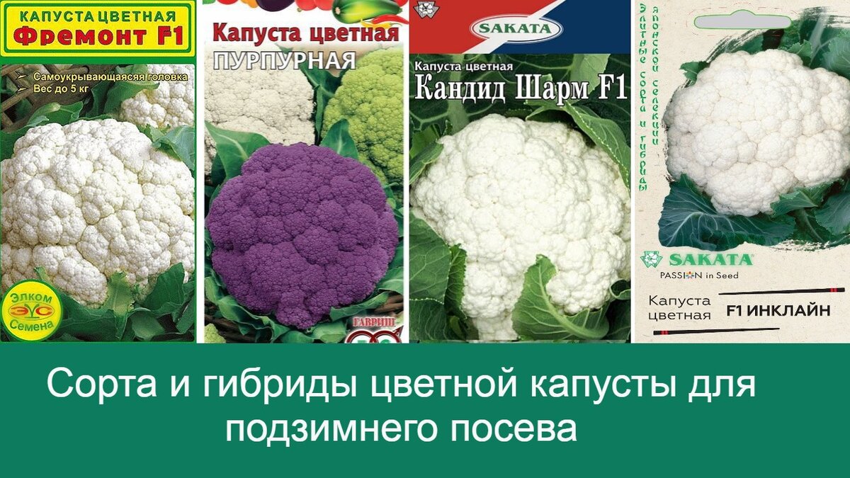 Посев капусты под зиму. Как победить крестоцветную блошку и получить ранний  урожай. Все плюсы и минусы. | Дом цветов | Дзен