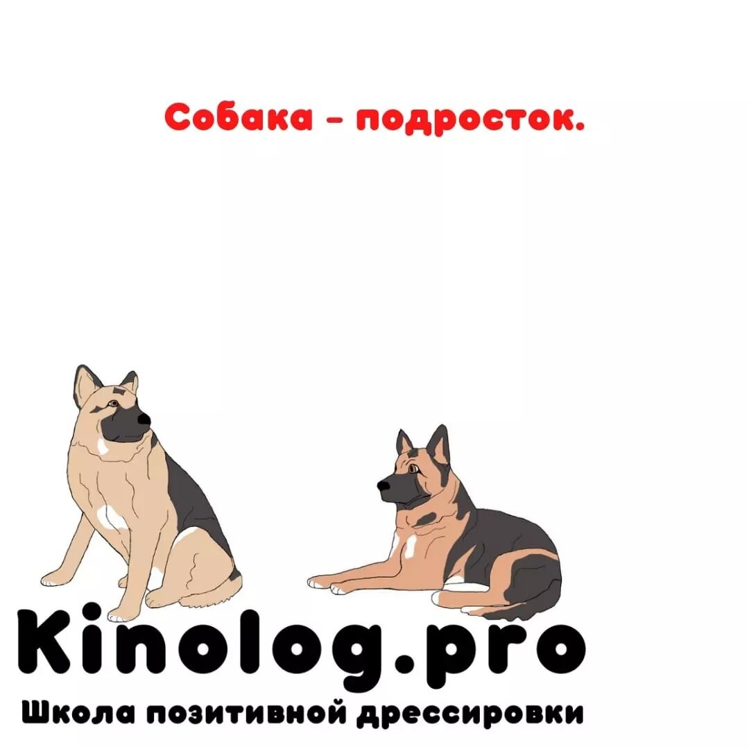 Самый сложный возраст у собаки. Сложный для ее владельца. | KINOLOG.PRO /  Кинолог про собак | Дзен