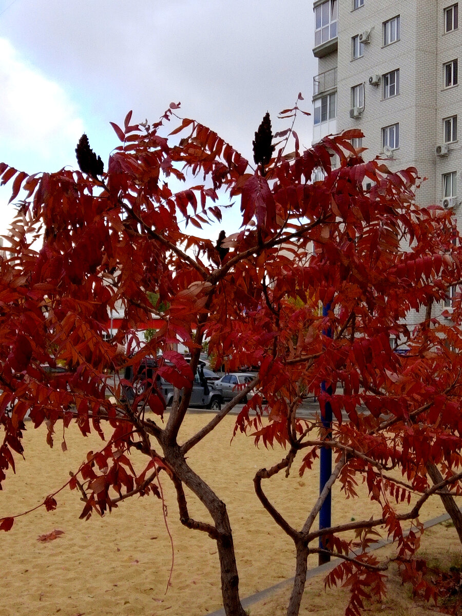 Осенний наряд сумаха очень декоративен.