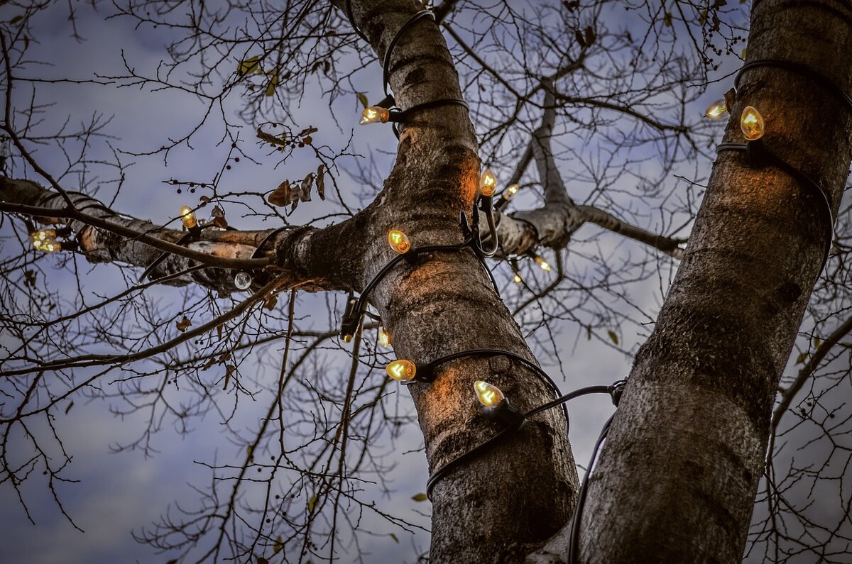 На открытом воздухе наряжают деревья. Фото: Pixabay.com 