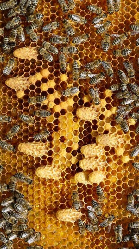 Многие мужчины держа пасеку верят что маточное молочко омолаживает. Разберем плюсы. Маточное молочко состоит  из белой киселеобразной массы с резко кислым вкусом и имеет весьма сложный состав                                                                              