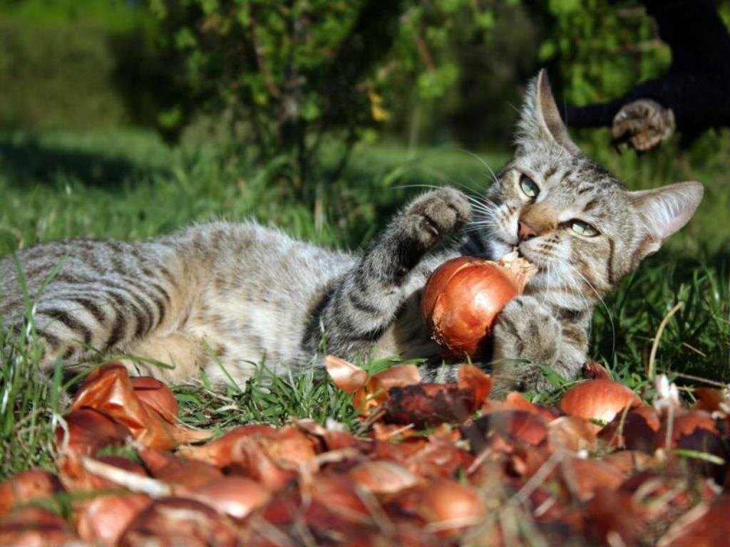 Чеснок, лук, зеленый лук или лук-порей могут быть ингредиентами многих блюд у людей. Источник фото - сайт:https://clck.ru/ajw3U