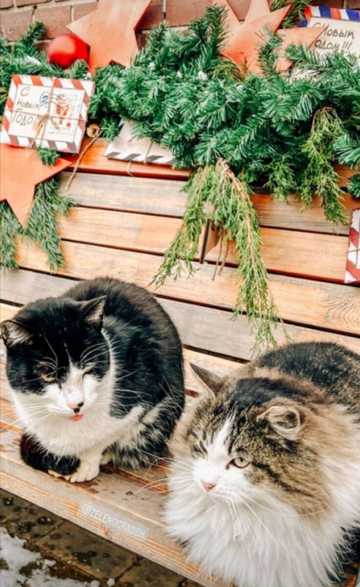 Зеленоградские коты