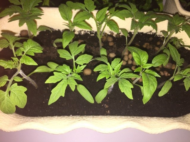 рассада томатов 