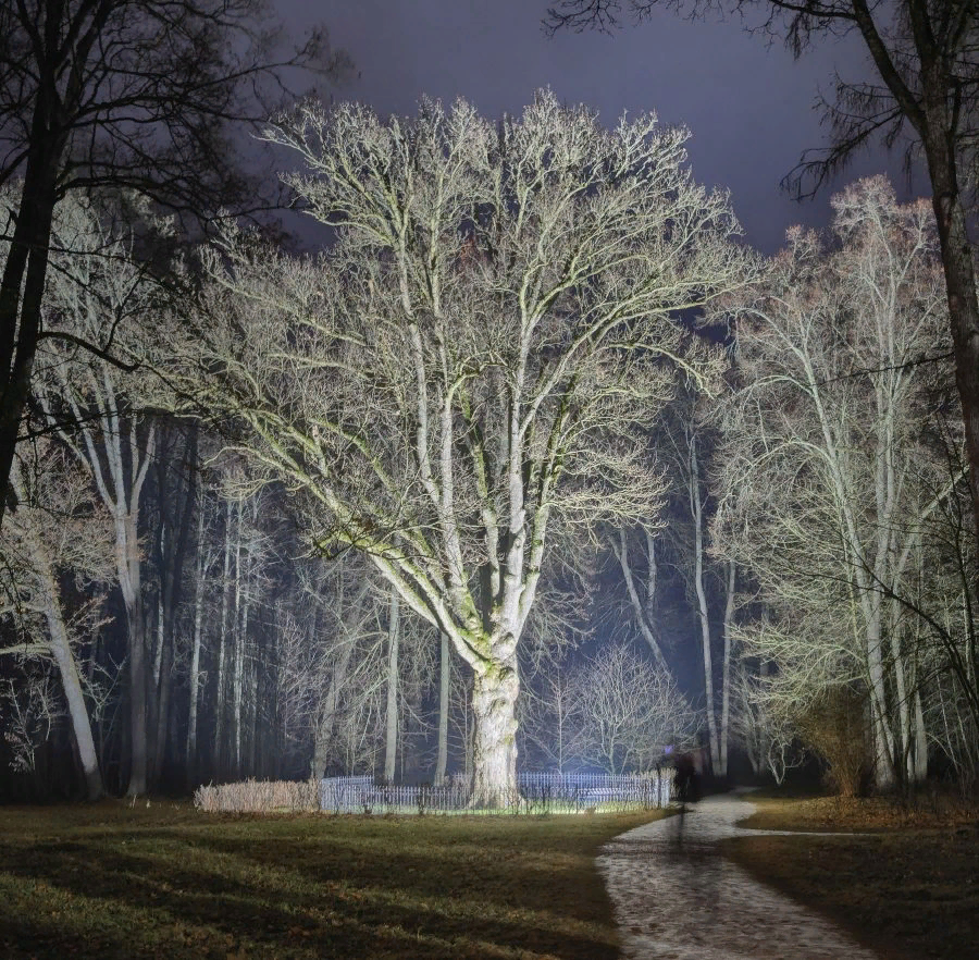 Тургеневский дуб (Фото Музея-заповедника Спасское-Лутовиново)