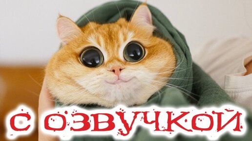 Приколы с котами! Смешные коты с ОЗВУЧКОЙ! СМЕШНЫЕ ЖИВОТНЫЕ 2022! Тест на психику – Доми шоу