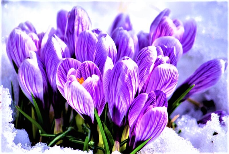  Весенние первоцветы. Крокусы. Фото с сайта: https://clck.ru/cFyq6.