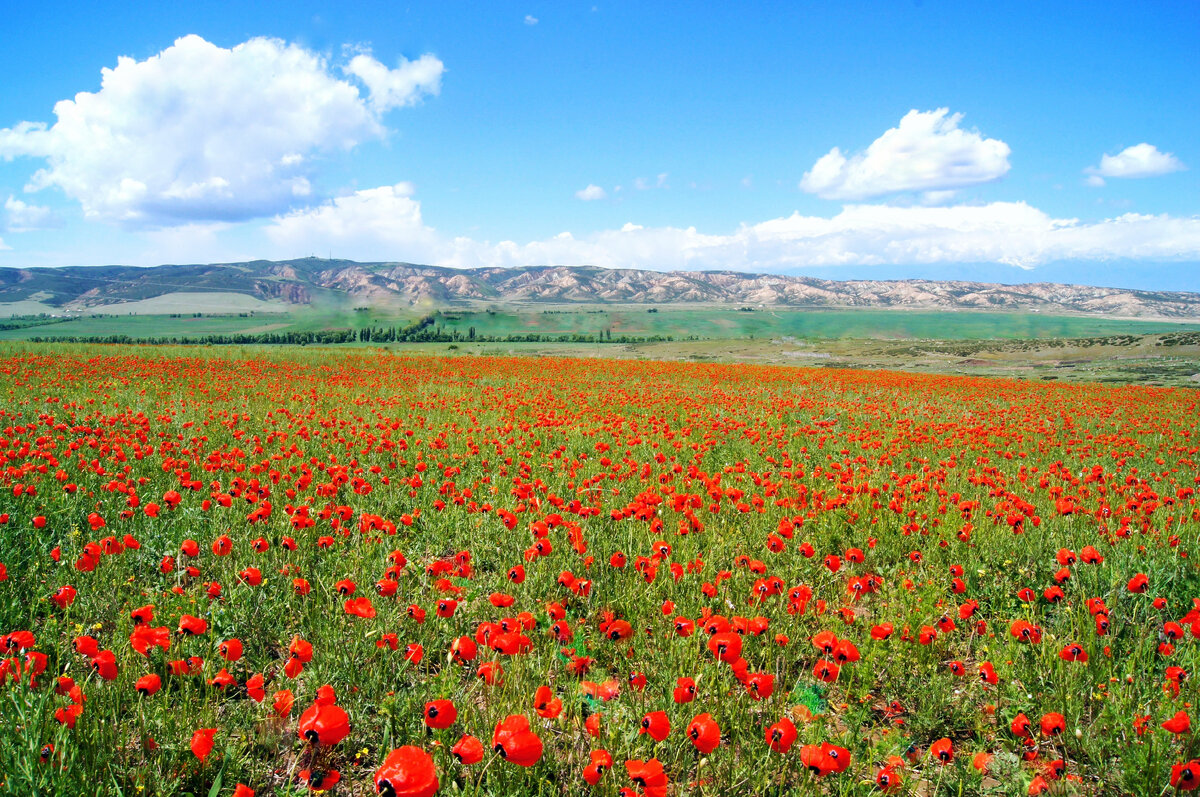 Маки иссык куля фото