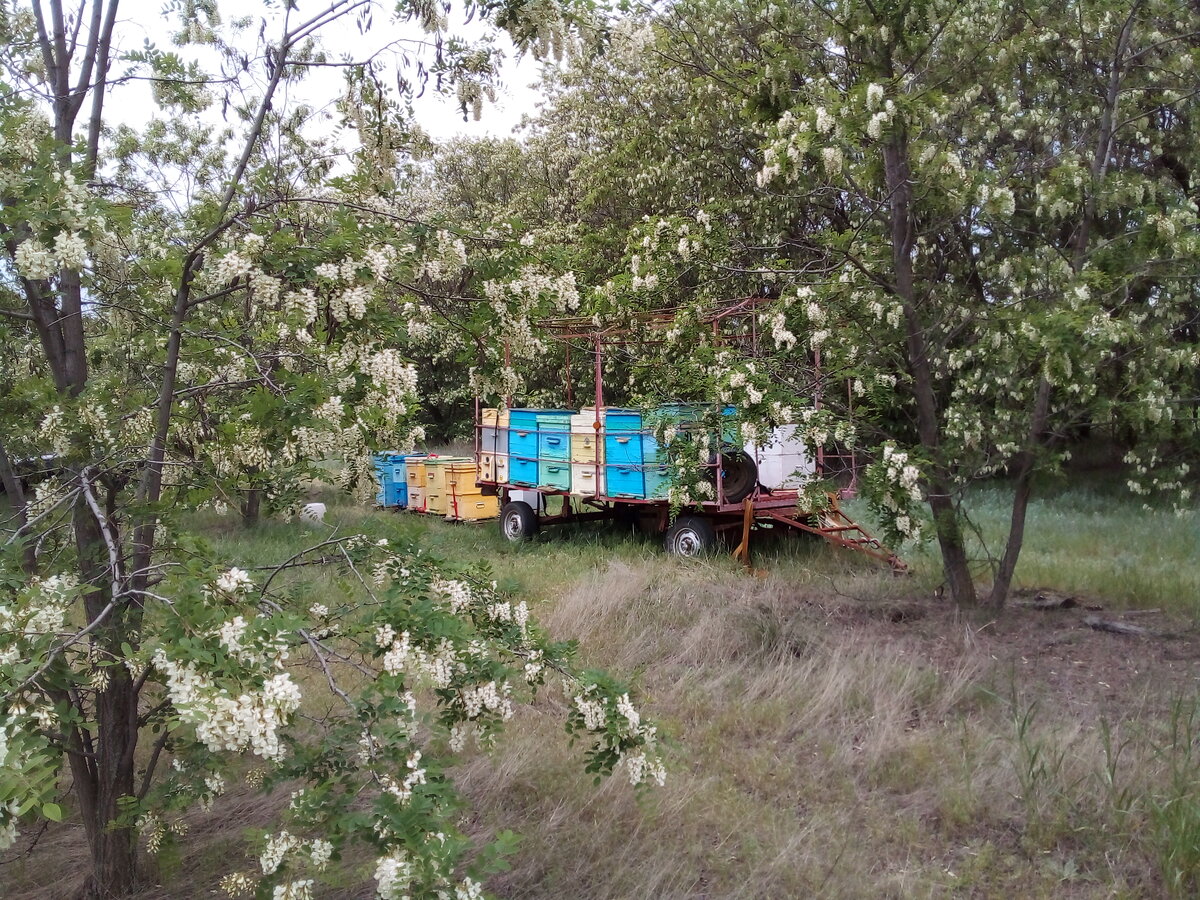 Живут пчелы в высокоразвитом "обществе". В колонии есть царица, обладающая монополией на откладку яиц. В разгар сезона за один день она откладывает до 2000 яиц, помещая каждое в отдельную сотовую ячейку. Железы, расположенные на ее голове и в задней части брюшка, выделяют пахучие гормональные вещества - секреты, которые служат сигналом для пчел-работниц лететь на поиски пищи. Пахучие вещества, характерные для каждого улья, испускают и сами пчелы-работницы. Заблудившейся пчеле этот запах позволяет найти дом. В пчелином улье - строгое разделение труда. Матка откладывает яйца. Единственная задача трутней - в определенный момент оплодотворить царицу. Все "рядовые" пчелы-работницы - сестры или двоюродные сестры. За свою жизнь они меняют несколько видов занятий. Начинают обычно с "должности" уборщицы, чистят выводковые камеры, выносят из улья погибших пчел. Но уже через несколько дней многие из них переходят к другим заданиям. Одни ухаживают за яйцами и личинками, другие - ремонтируют старые ячейки, третьи - охраняют улей от вторжения извне.
Через некоторое время молодые пчелы-работницы перебираются ближе к летку улья и начинают заниматься вентиляцией своего жилища или приемом нектара от прилетающих пчел-сборщиц. И, наконец, они сами начинают приносить в улей нектар и пыльцу. Пчела-сборщица отдыхает лишь десятую часть времени своей жизни. Через две-три недели она полностью изматывается и погибает.
Все вместе пчелы строят соты - вертикальные восковые пластины с шестиугольными ячейками для потомства и запасов. Такие ячейки требуют минимум материала и занимают минимум места. Из килограмма воска получается до 100 тысяч ячеек, как раз столько и требуется средней пчелиной семье.
Каждая пчела-работница и архитектор, и прораб своей стройки. Железы в задней части ее брюшка вырабатывают пластинки воска, насекомое пережевывает их, смешивает со слюной и получает восковой комочек. Из таких комочков, прилепляя их один к другому с поразительной точностью, пчела строит соты. Солнечные лучи не проникают в глубь улья, работа идет в темноте, и все же размеры восковых перегородок между ячейками выдерживаются с точностью до 2 микрон.
Соты служат и местом выведения молоди, и детским садом.