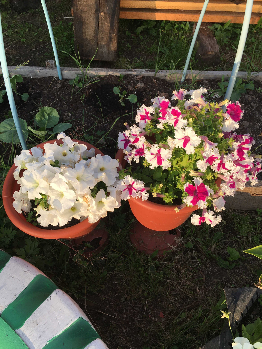 Петунья без прищипки