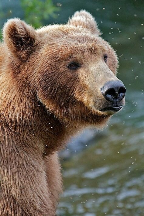 Медведи #2 класс