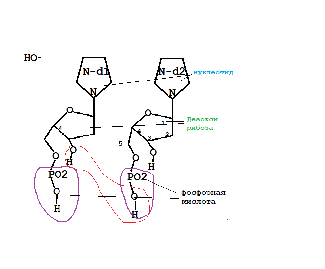 Рис 1 Молекулы нуклеотидов с активными сайтами. Бордовым цветом показаны предпочтительные реакции. 