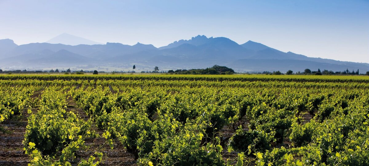 Cotes du Rhone Villages АОС Plan de Dieu