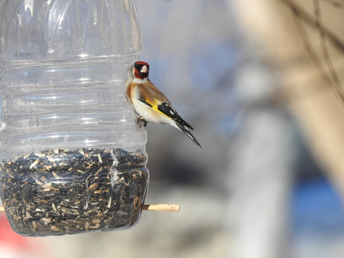Черноголовый щегол, март, фото автора