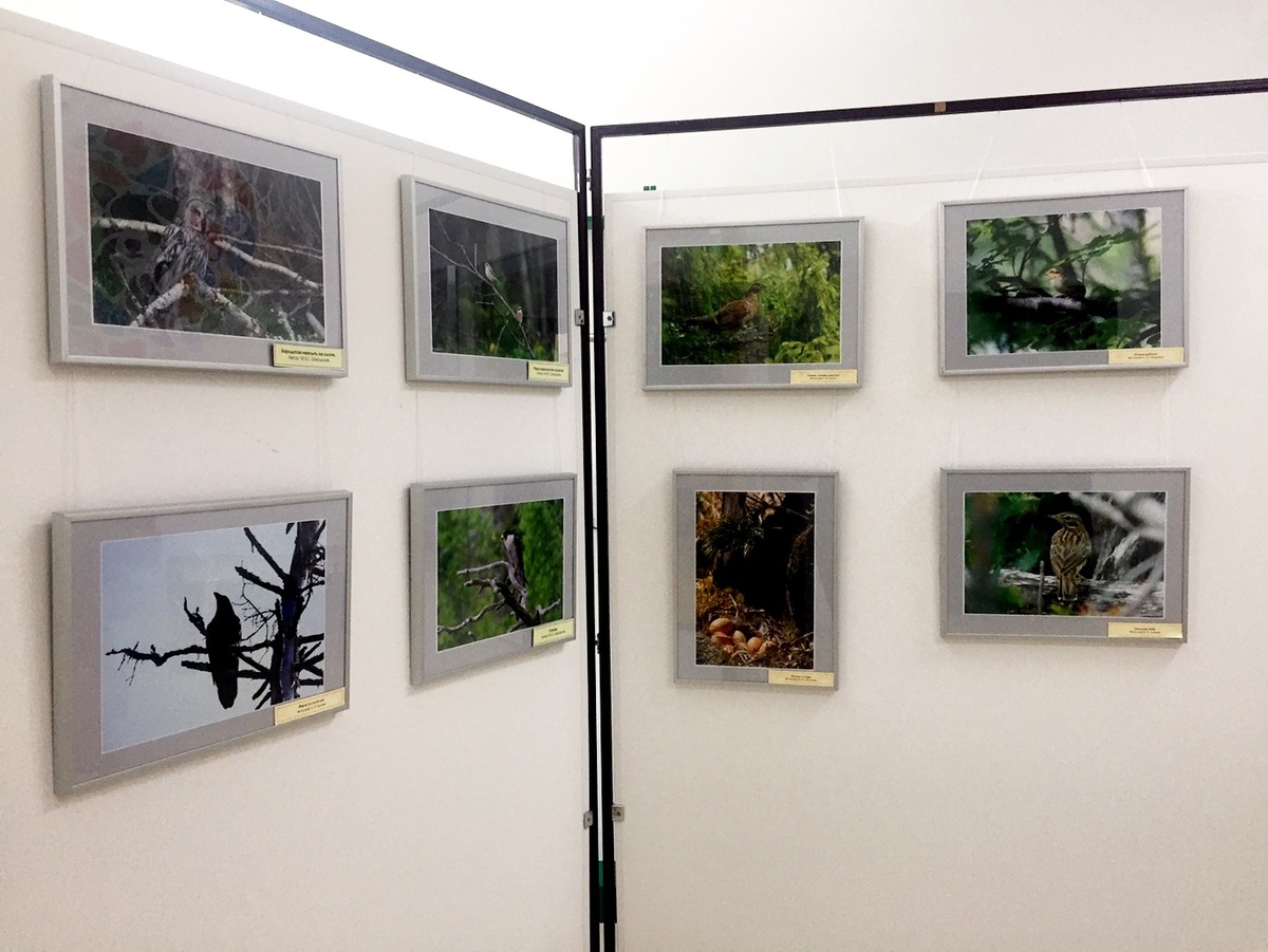 Фотогралерея ко Дню птиц в холле Дирекции Висимского заповедника. 