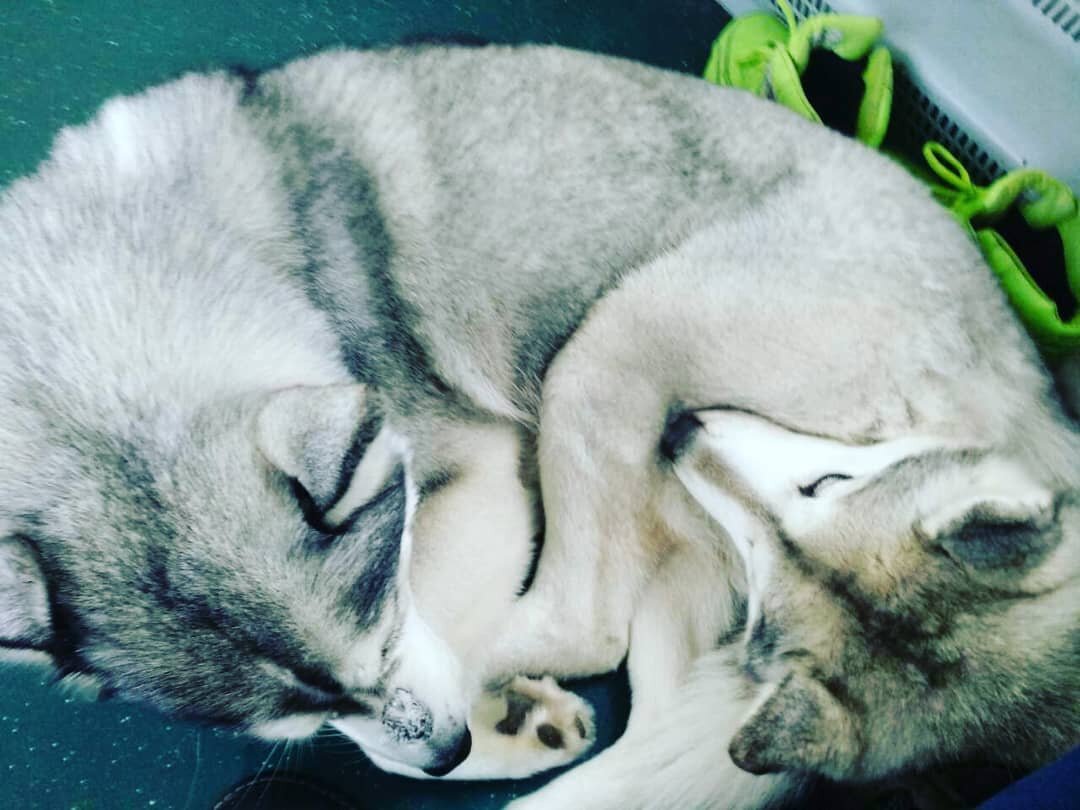 Первое фото Цири в качестве нашей собаки