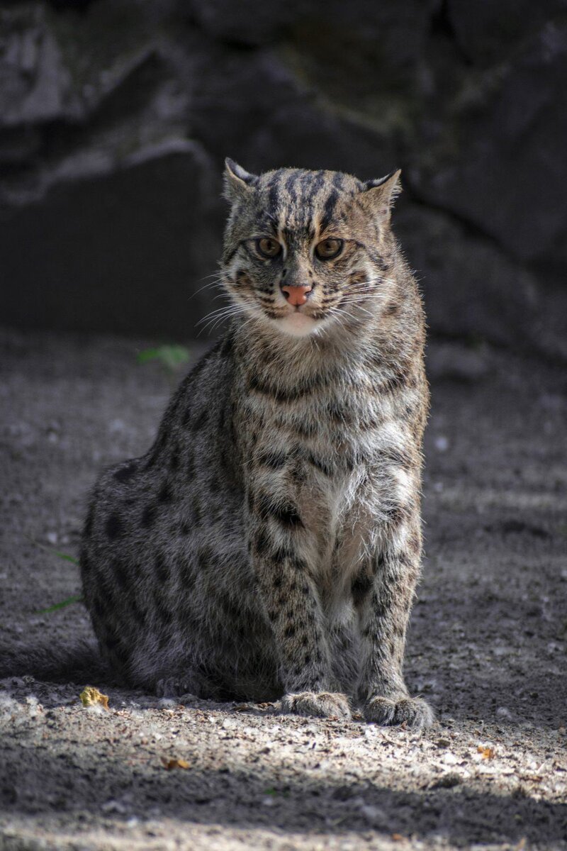 Виверровый кот рыболов (Много фото!) - oboyplus.ru