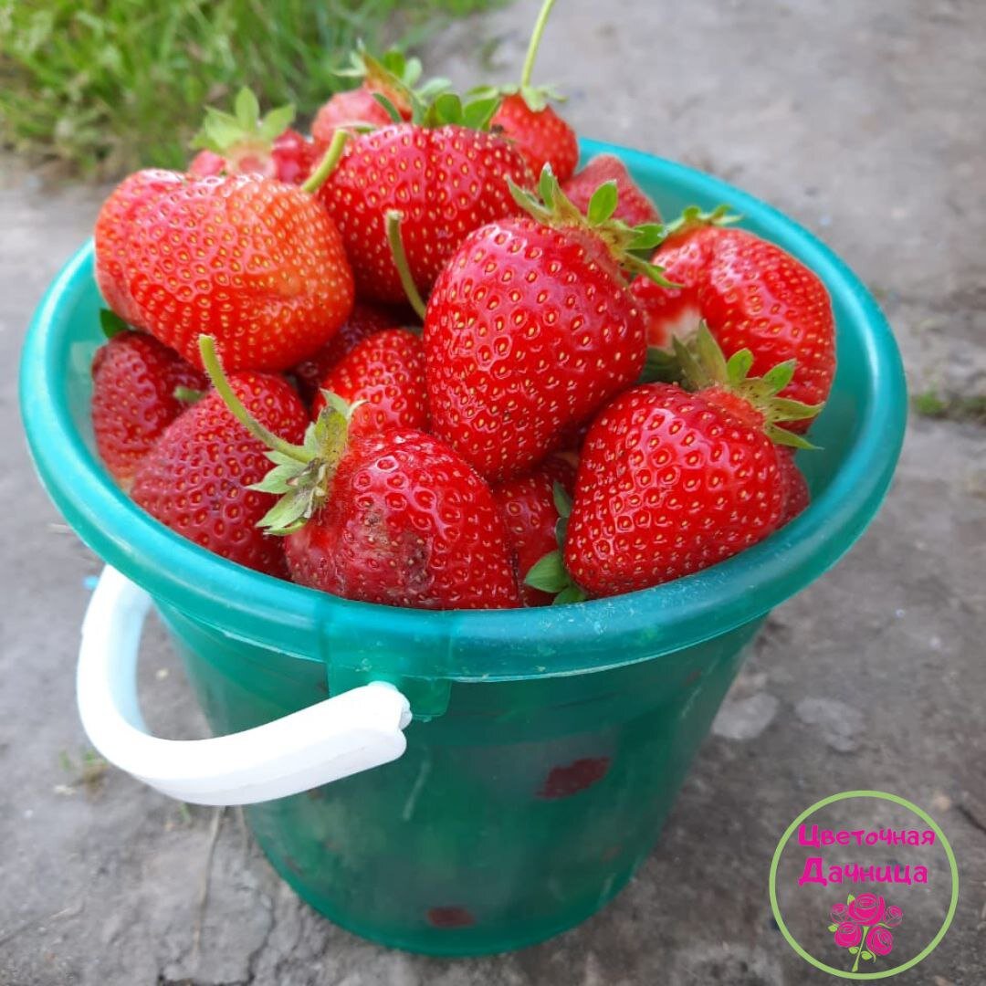 Клубника в сезон, очень хороший урожай