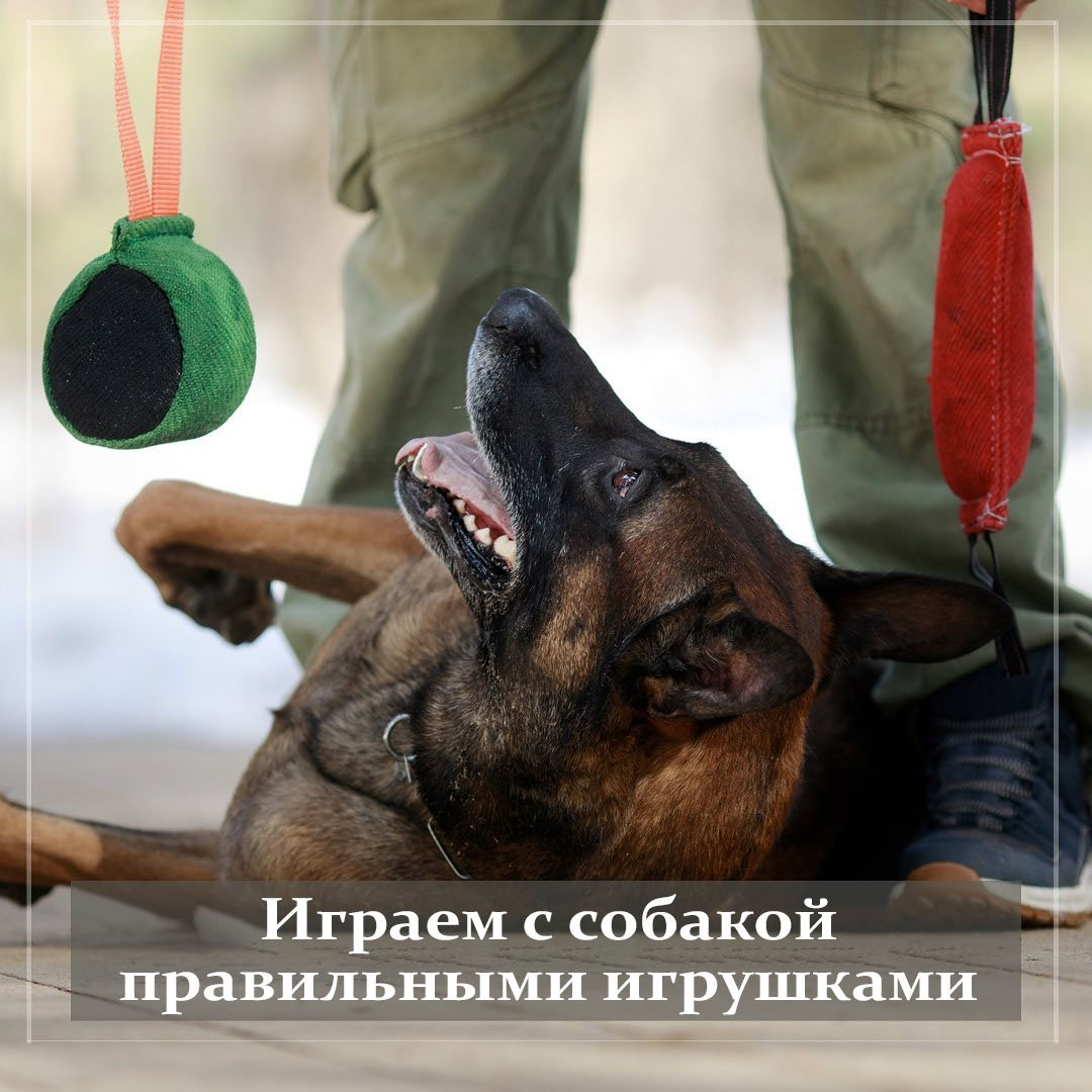 

Игра — это всегда кайф для обеих сторон, она здорово укрепляет контакт между владельцем и питомцем. Но собаки часто — вечные дети, дай им волю, играли бы без остановки. О каком балансе нервной системы тут может идти речь?

Только о том, который введет человек. Потому игра требует правил. А их немного:

📍Игру инициирует человек (так мы контролируем возбуждение)
📍Игра кончается на пике интереса собаки (так мы поддерживаем ее мотивацию)
📍Игра требует выдержки (так мы учим балансу состояний, тормоз-газ-тормоз)
📍Игровой предмет остается у хозяина

По последнему пункту — рекомендуем организаию любых увеселений питомца ВНЕ стен дома. Благодаря этому собака на улице циклится на Вас, а в доме всегда тихо и супер спокойно. По этому у Вас даже не окажется домашних игрушек, кроме тех, которые помогают собаке расслабиться. Но это наш взгляд на мир. Домашний уклад каждого хозяина остается за ним.

Конечно, играть-веселиться с собакой можно и без игрушек. В те же догонялки, например. Правила здесь будут такие же, как у детей: сначала салишь ты, потом тебя. Ну и команда конца игры, скажем, «все» или «закончили». У каждого своя.

✔ Директ @dogtrainingservice
✔ Телеграмм @Vdohnnovenie
✔ WhatsApp +7 985 980-61-86
