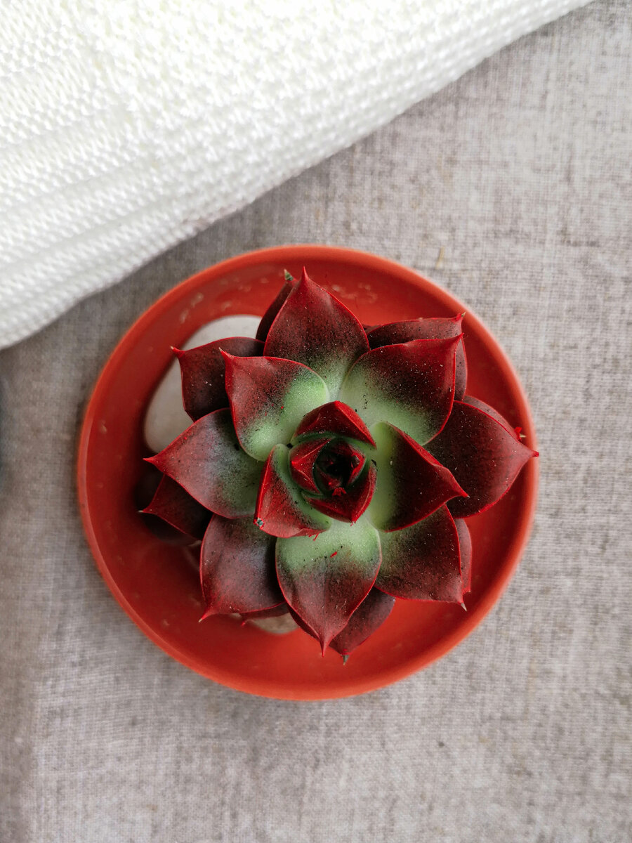 На розу похож 🌹 Зато радует глаз куда дольше срезанного цветка)