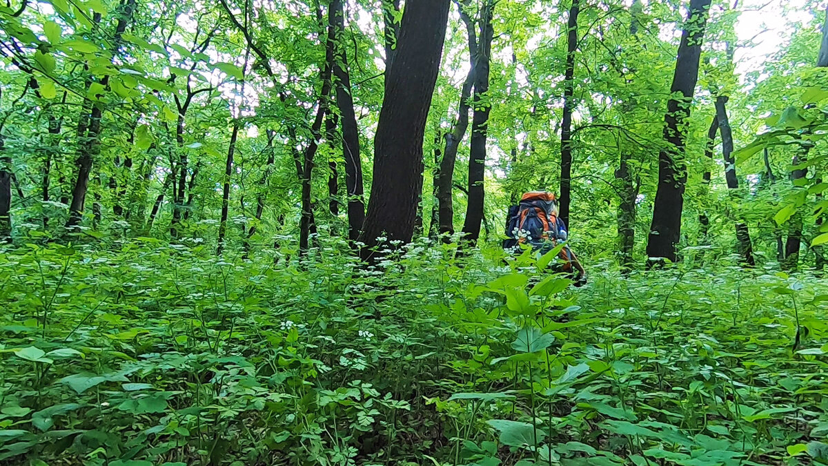В гуще леса в траве по шею
