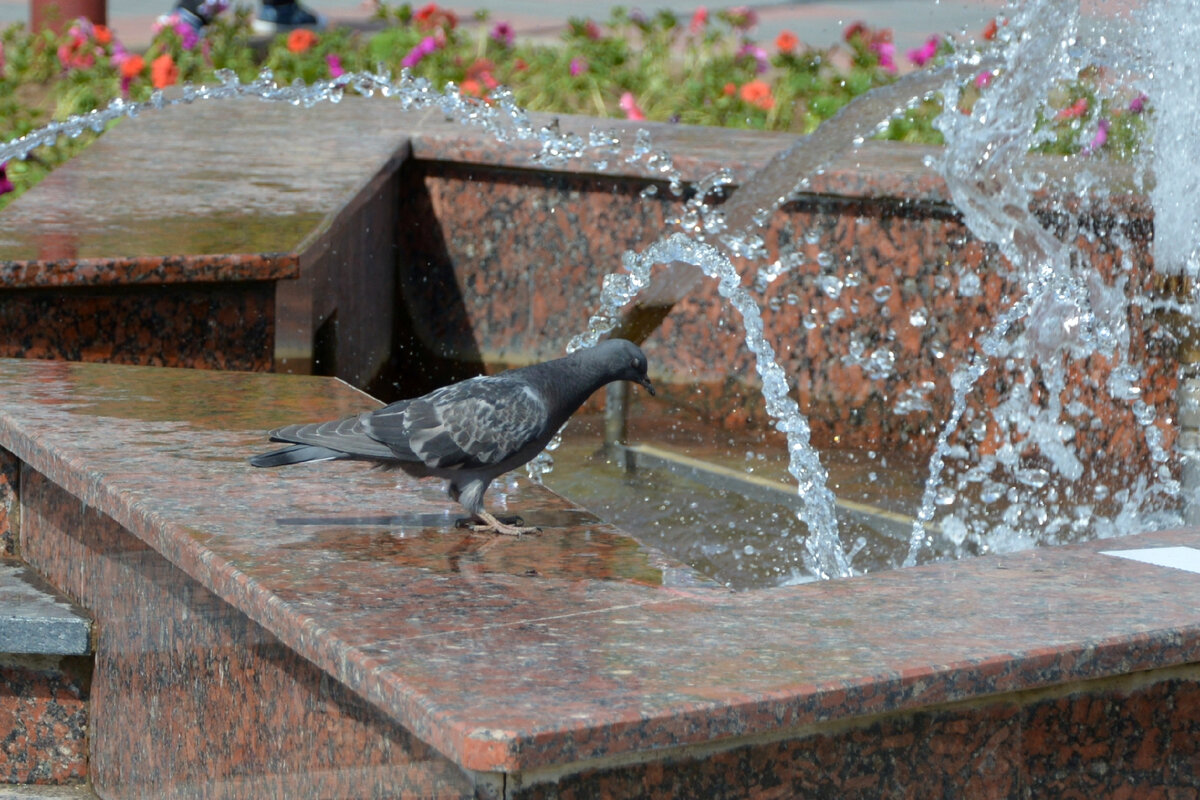 Пить или купаться?