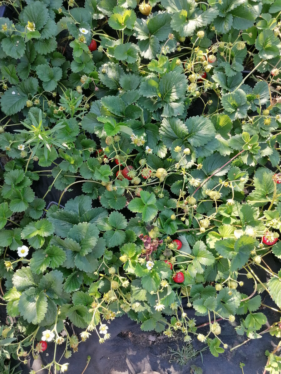 Гибрид клубники Флорентина авторское фото Стрижаковой Елены